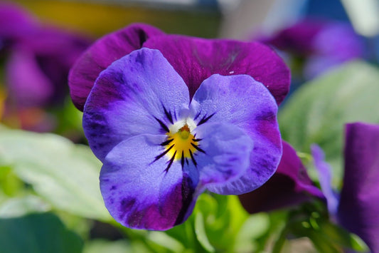 Veggie Patch Tips - April Cool/Central Victoria