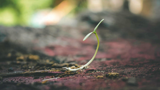 Veggie Patch Tips - July Cool/Central Victoria