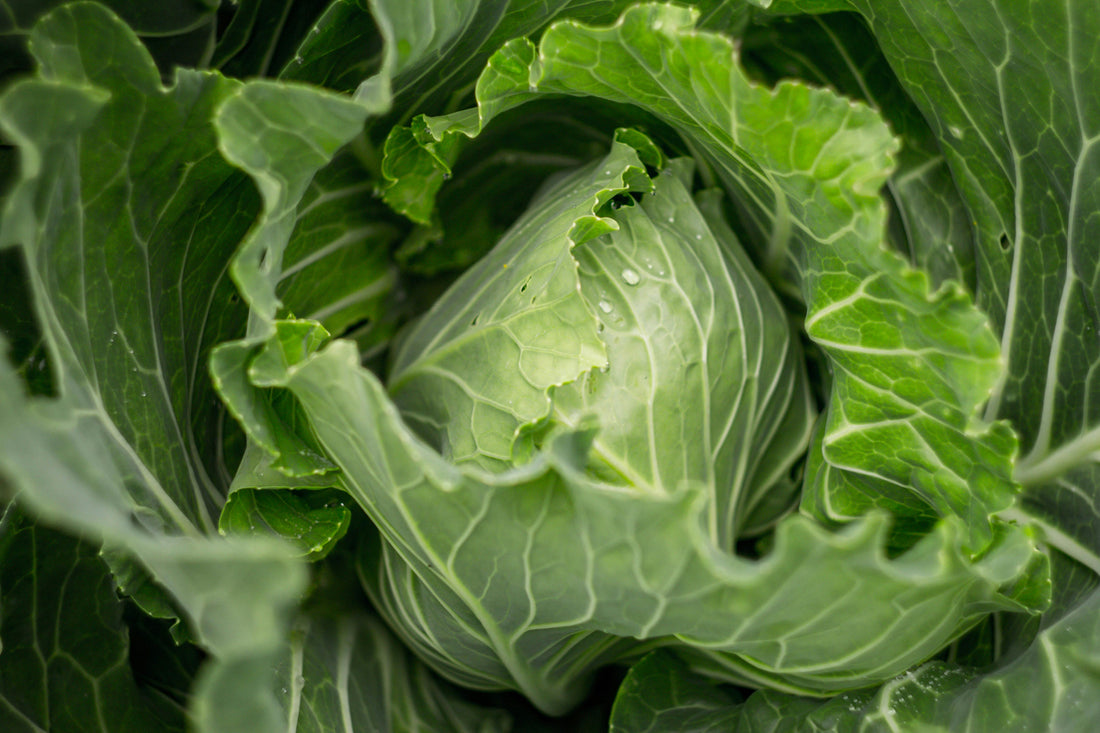 Veggie Patch Tips - May Cool/Central Victoria